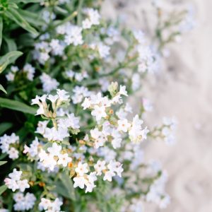 Beautiful blooming white Anchusa flowers at the Dutch coast dunes. Photographed at golden hour.