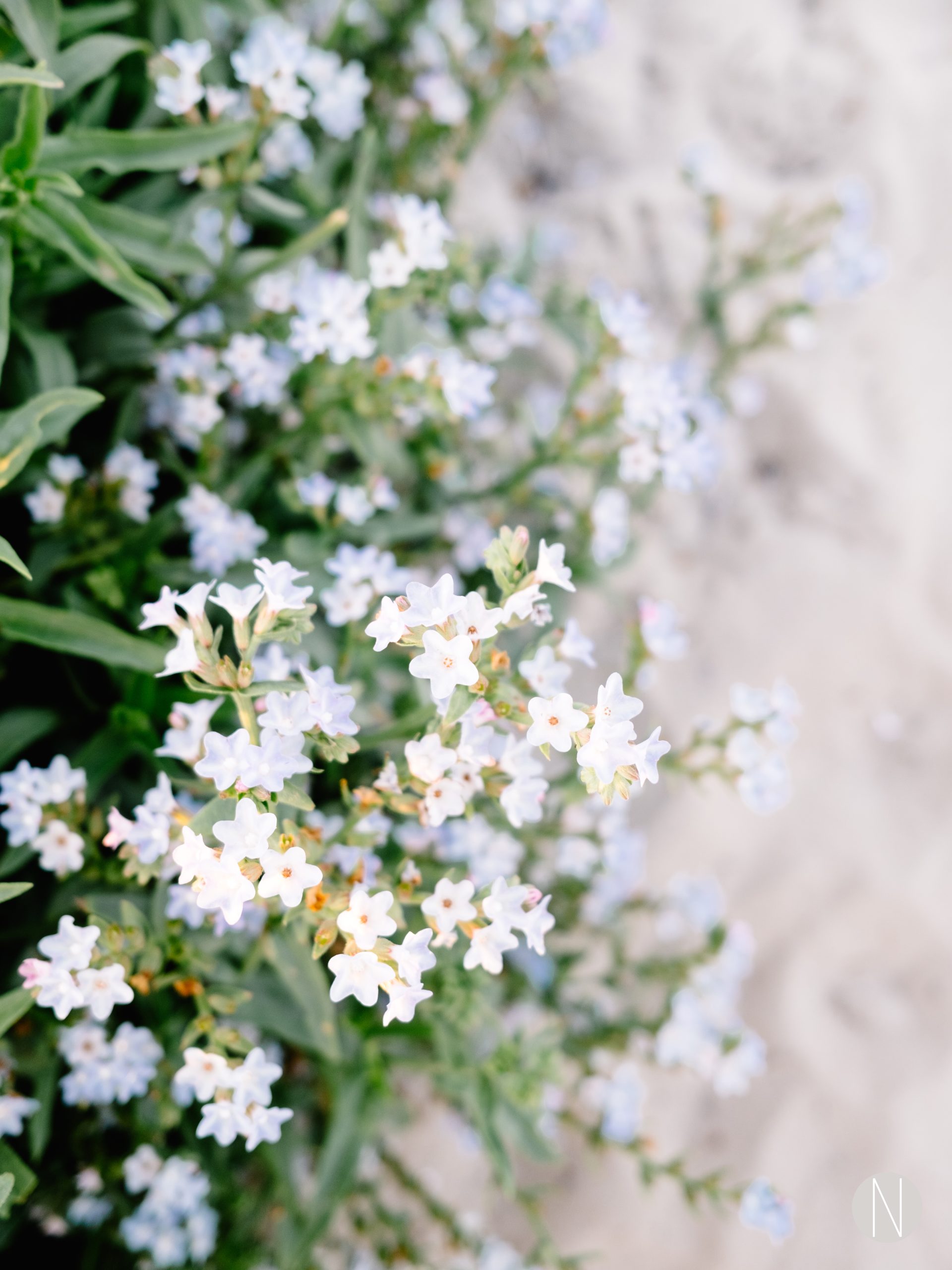 Beautiful blooming white Anchusa flowers at the Dutch coast dunes. Photographed at golden hour.