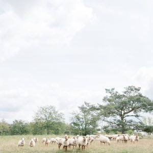 Digital Photograph wall art of flock of sheep in a field with majestic trees surrounding the landscape.