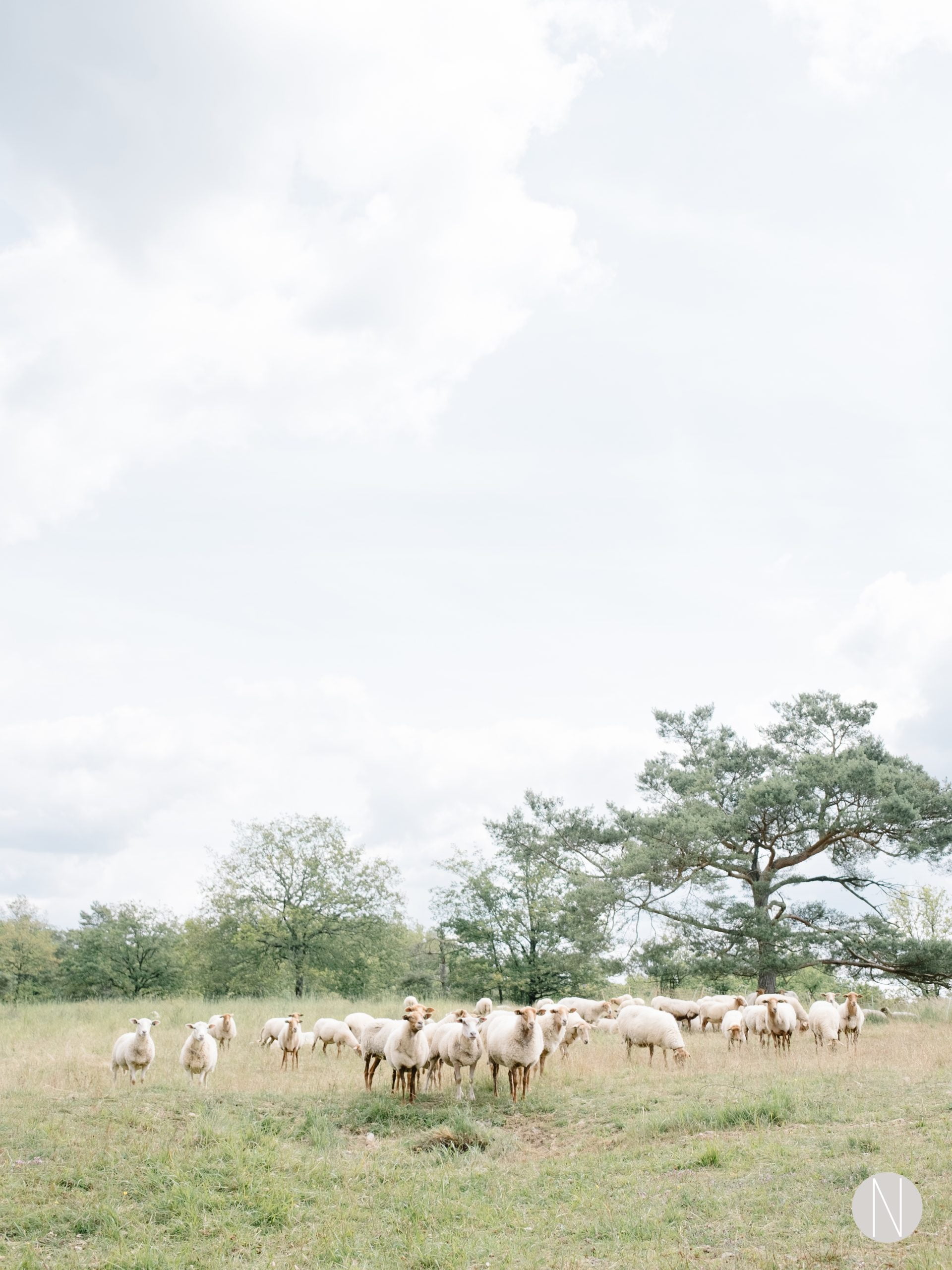 Digital Photograph wall art of flock of sheep in a field with majestic trees surrounding the landscape.