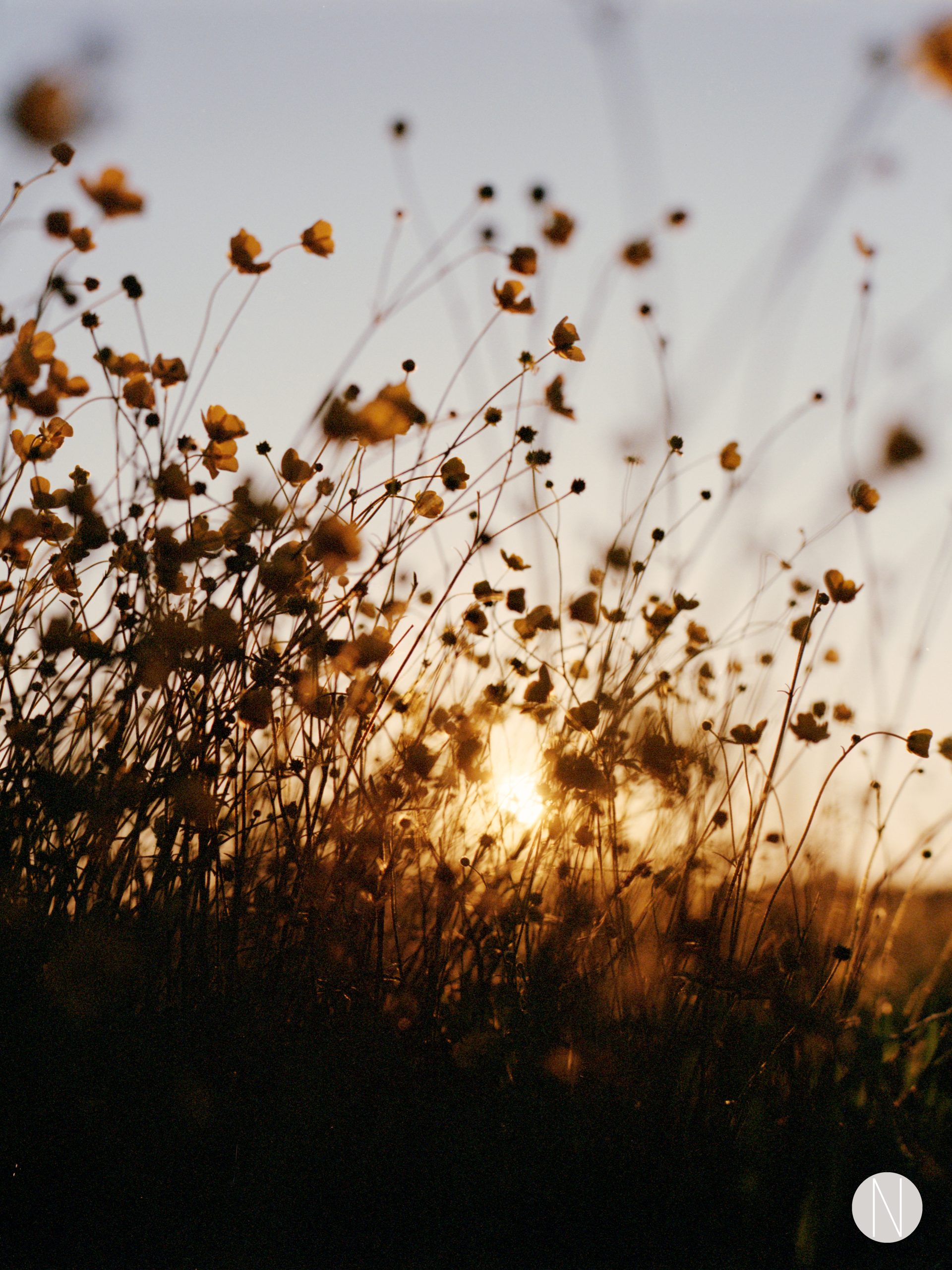 Gorgeous warm sunset toned silhouette image of a buttercup flower field with the summer sun peeking through the flowers.