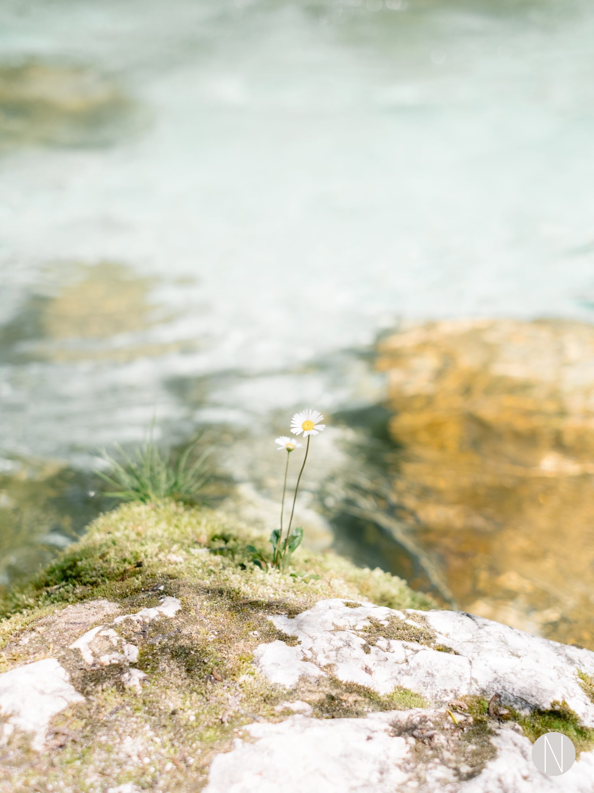 On the side of bright light blue water there are two isolated Madeline flowers on a rock catching some sunlight.
