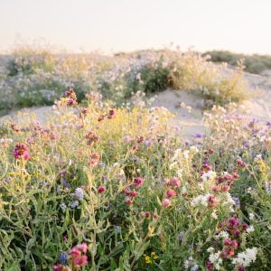Digital Photograph wall art of Anchusa Wildflower field in Fuchsia, Blue and White, in golden hour pastel colours at the beach dunes.